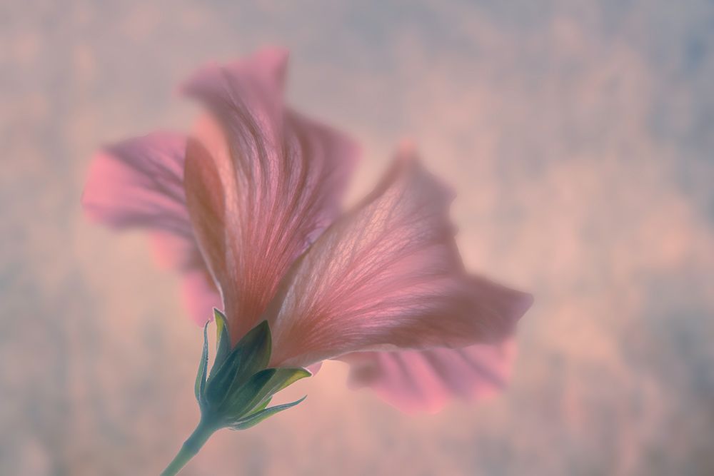 Dancing art print by Clear Water for $57.95 CAD