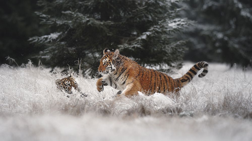 Joy On The Snow art print by Michaela Firesova for $57.95 CAD