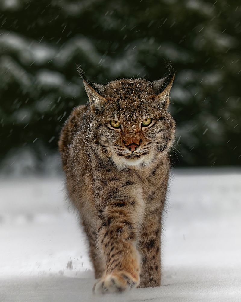 Meet The Lynx art print by Michaela Firesova for $57.95 CAD