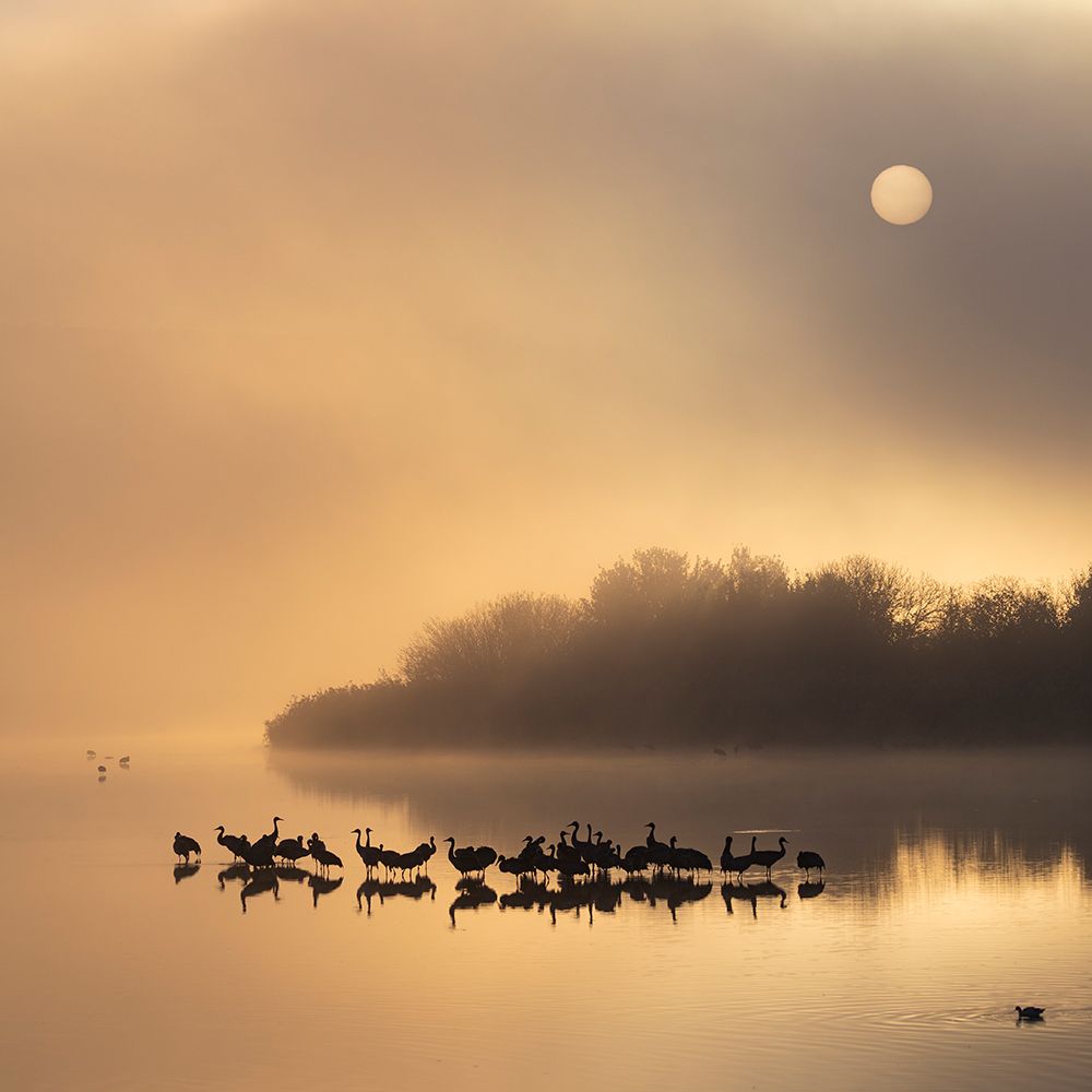 Gilded pond art print by Azriel Yakubovitch for $57.95 CAD