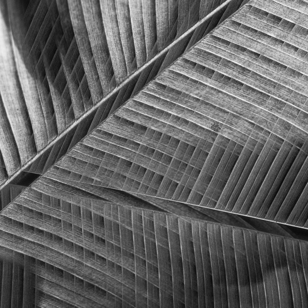 Banana lattice. art print by Simon Ciappara Lrps. for $57.95 CAD