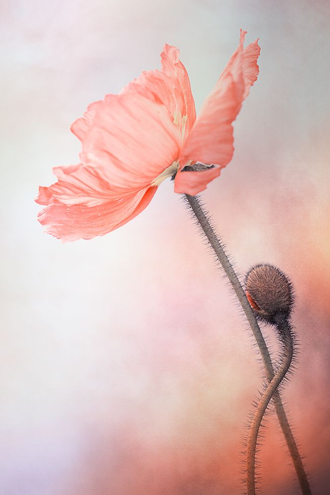 Tenderness art print by Lenka for $57.95 CAD