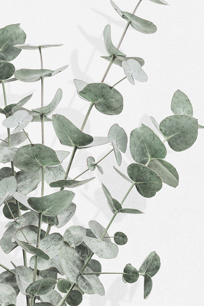 Eucalyptus_003 art print by 1x Studio III for $57.95 CAD