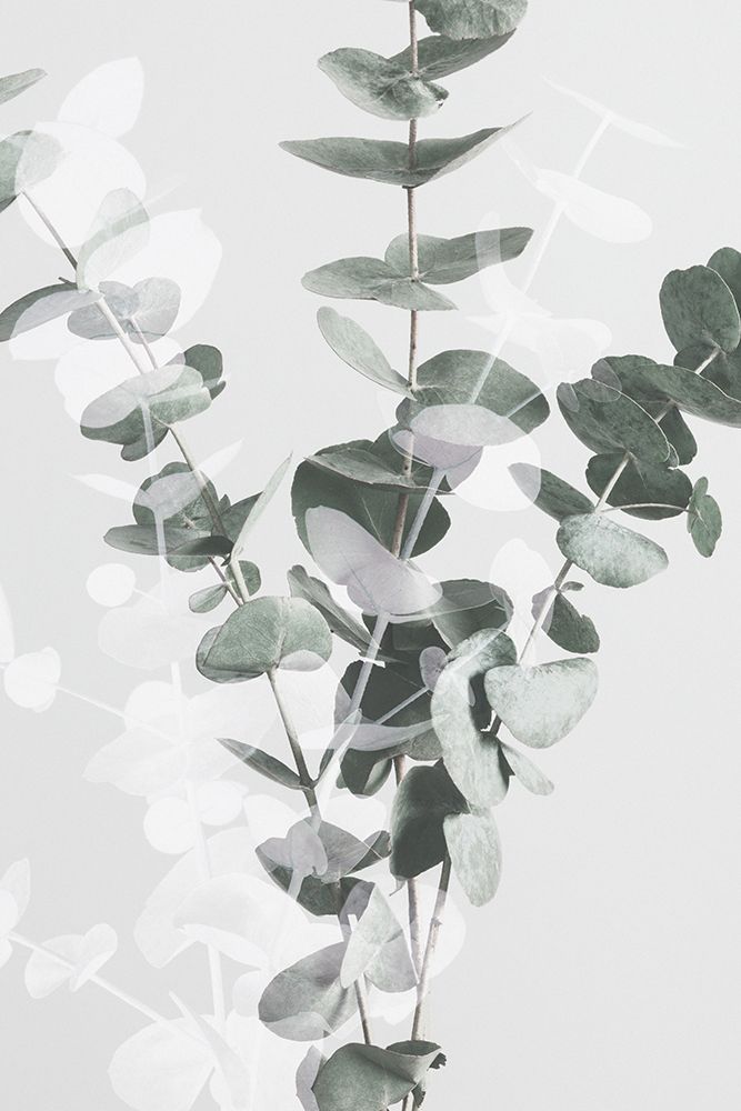 Eucalyptus_002 art print by 1x Studio III for $57.95 CAD