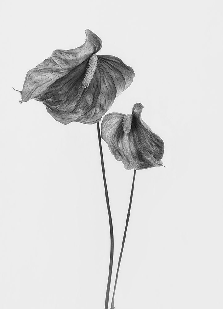 Anthurium art print by Lotte Gronkjar for $57.95 CAD