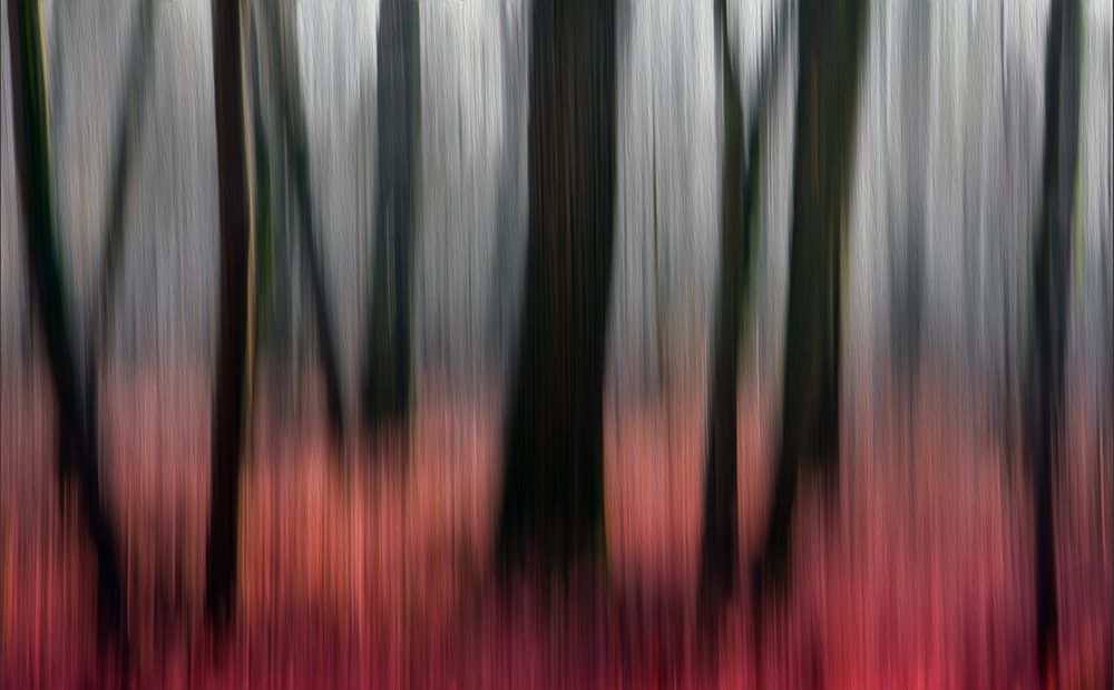 Red Wood art print by Gilbert Claes for $57.95 CAD