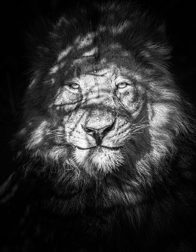 Being Watched art print by Mike Taylor for $57.95 CAD