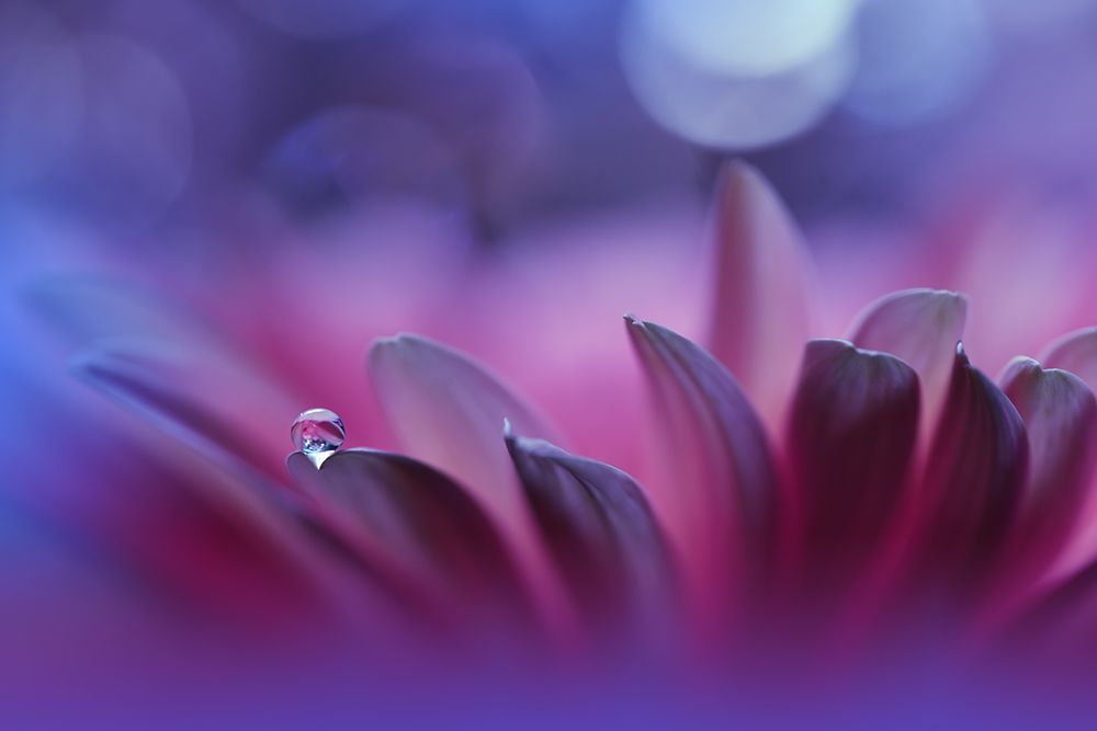 Blossoming Heart...II art print by Juliana Nan for $57.95 CAD