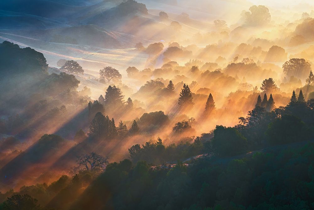 Morning Light art print by Ryan Li for $57.95 CAD