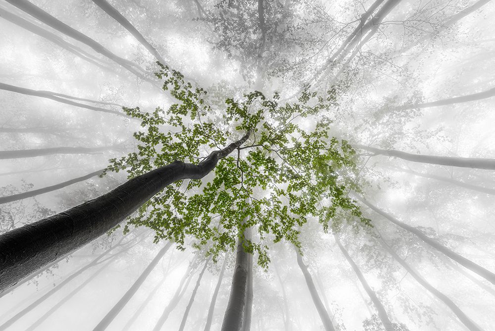 Green leaves art print by Tom Pavlasek for $57.95 CAD