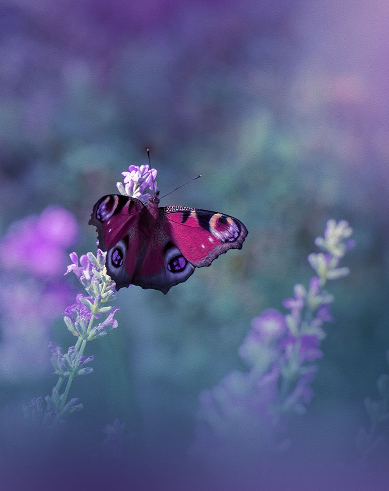 Queen Of Flowers...III art print by Juliana Nan for $57.95 CAD