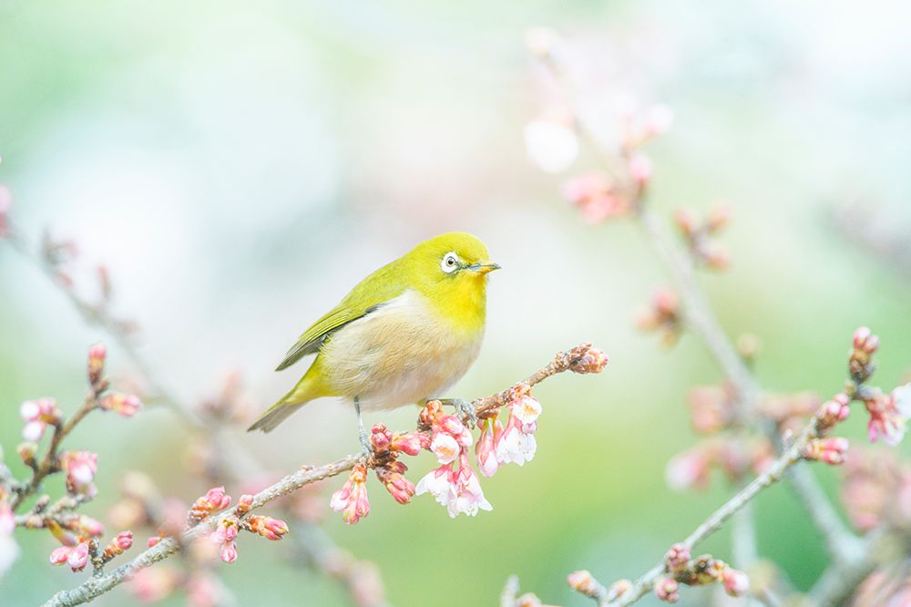 The Arrival of Spring art print by Takashi Suzuki for $57.95 CAD