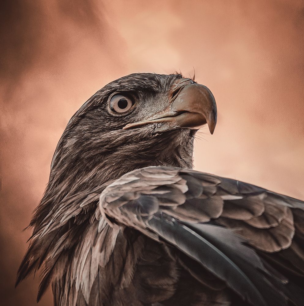And His Eyes Saw Everything.... art print by Natascha Worseling for $57.95 CAD