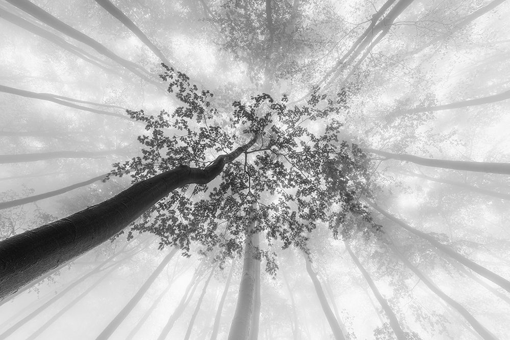 Spring foggy views art print by Tom Pavlasek for $57.95 CAD