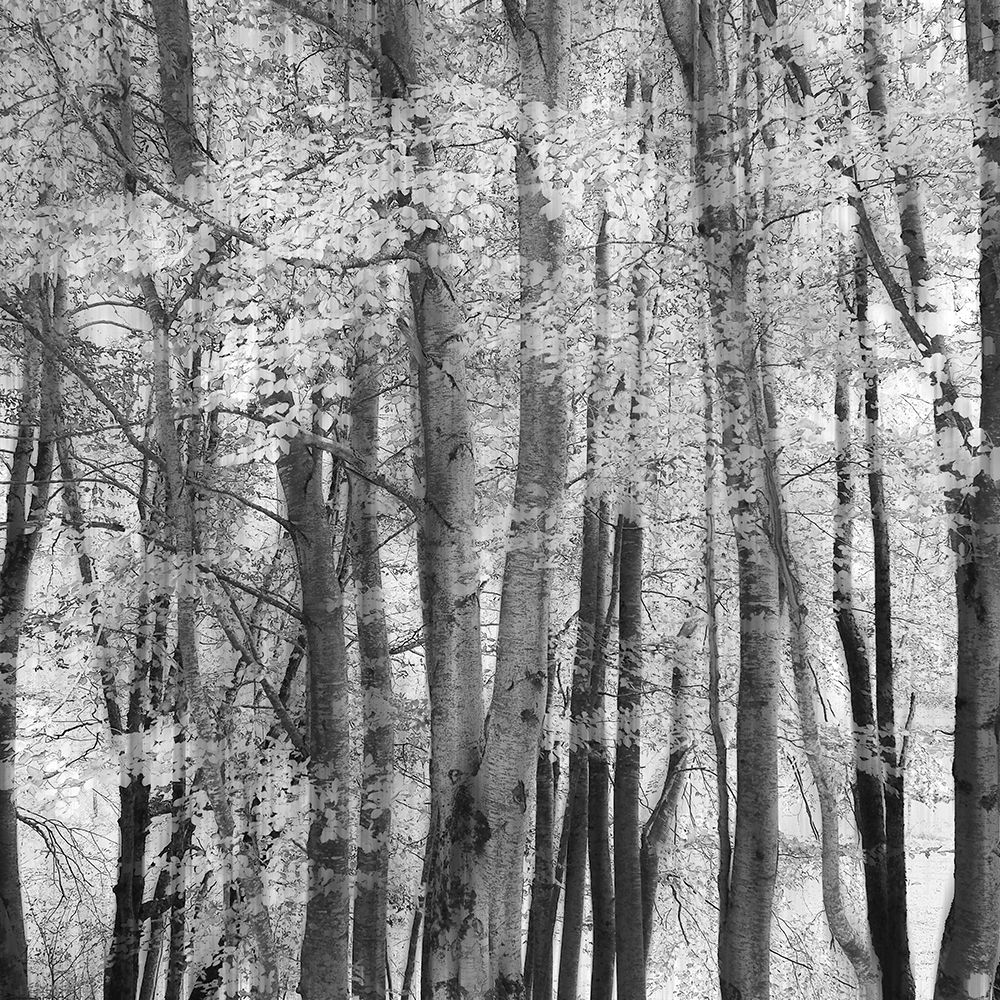 El Bosque art print by Piero Consoli for $57.95 CAD
