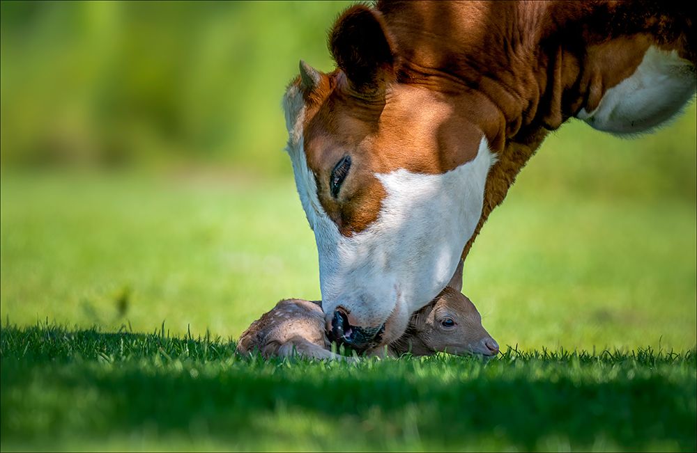 Cow Deer Love art print by Chris Coenders for $57.95 CAD