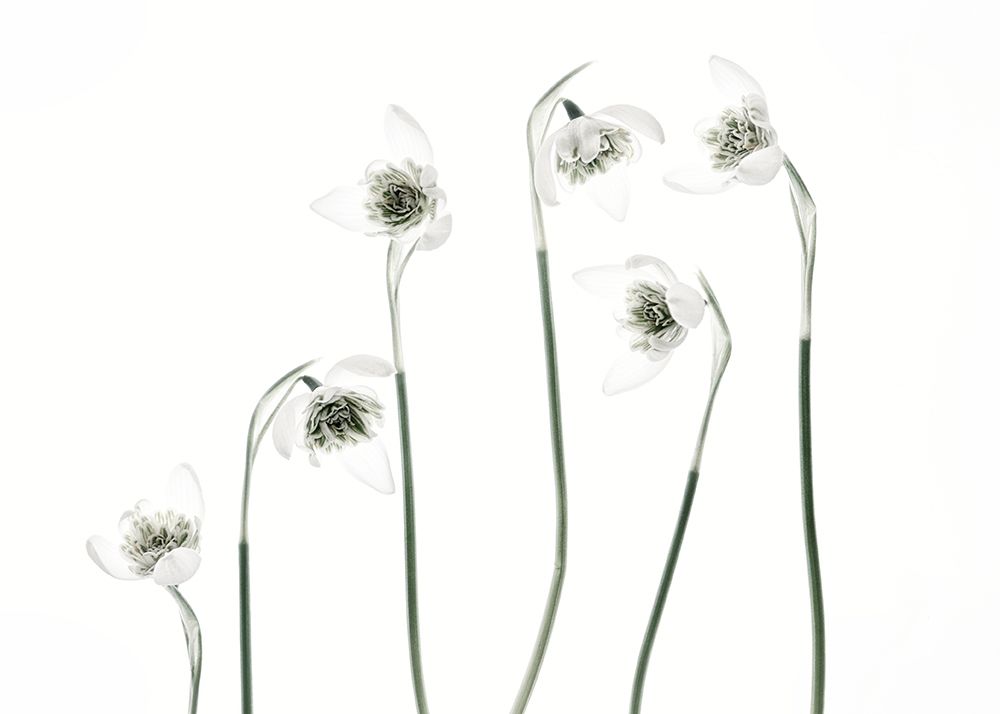 Snowdrops art print by Lotte Gronkjar for $57.95 CAD