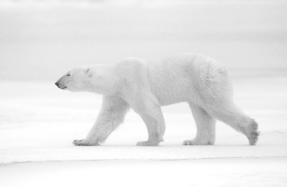 Just  White art print by Marco Pozzi for $57.95 CAD