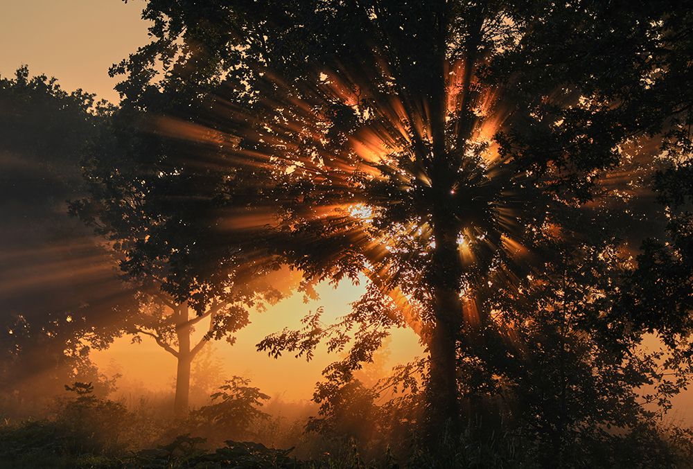 Burning tree art print by Peter Schade for $57.95 CAD