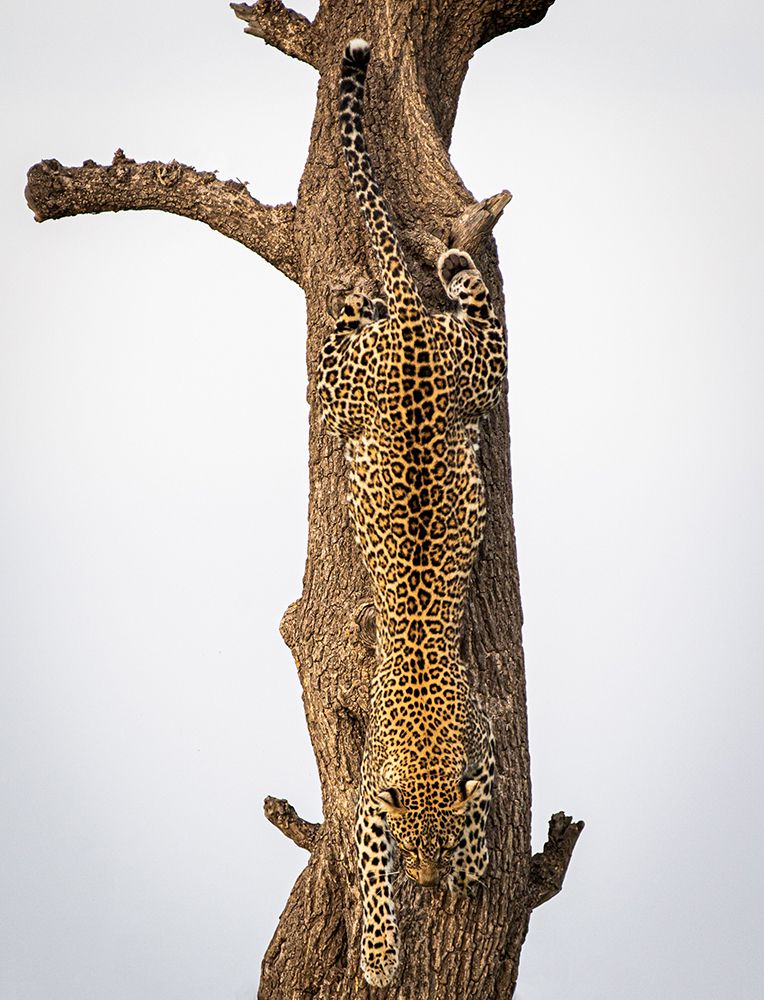 Camouflage art print by Mike Taylor for $57.95 CAD