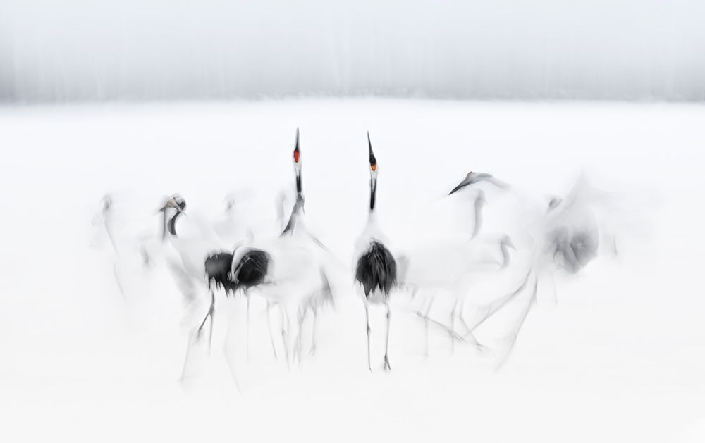 Calligraphic ballet art print by Larry Deng for $57.95 CAD