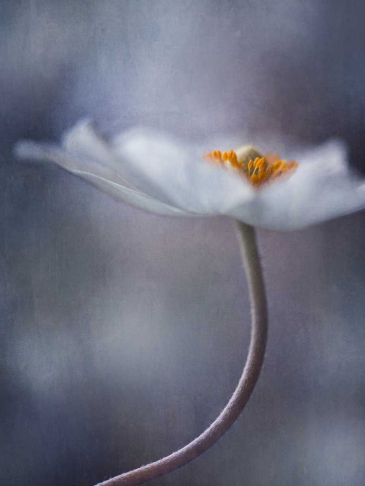 The Beauty Within art print by Priska Wettstein for $57.95 CAD