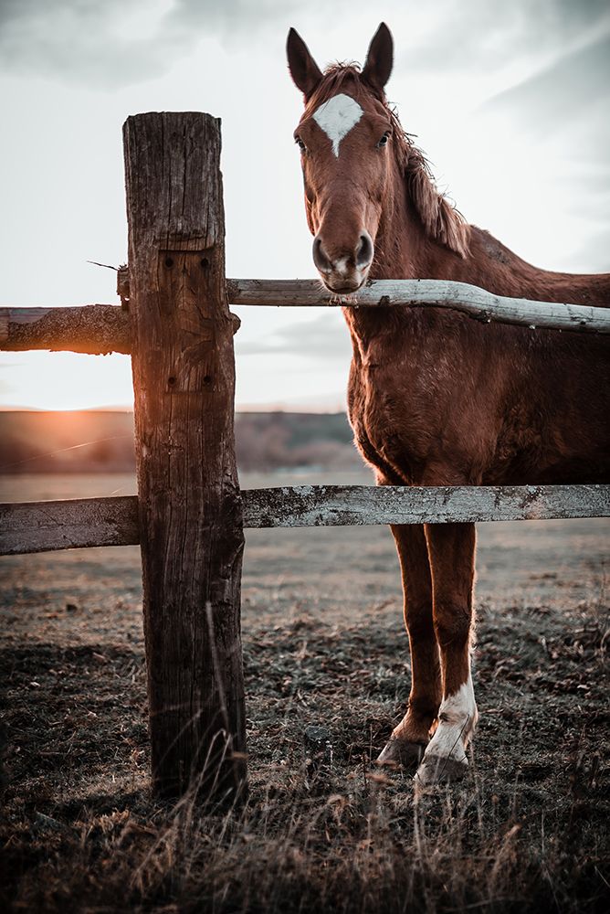 Horse Farm In Skairoai, Slovakia art print by Gabriel Jakab for $57.95 CAD