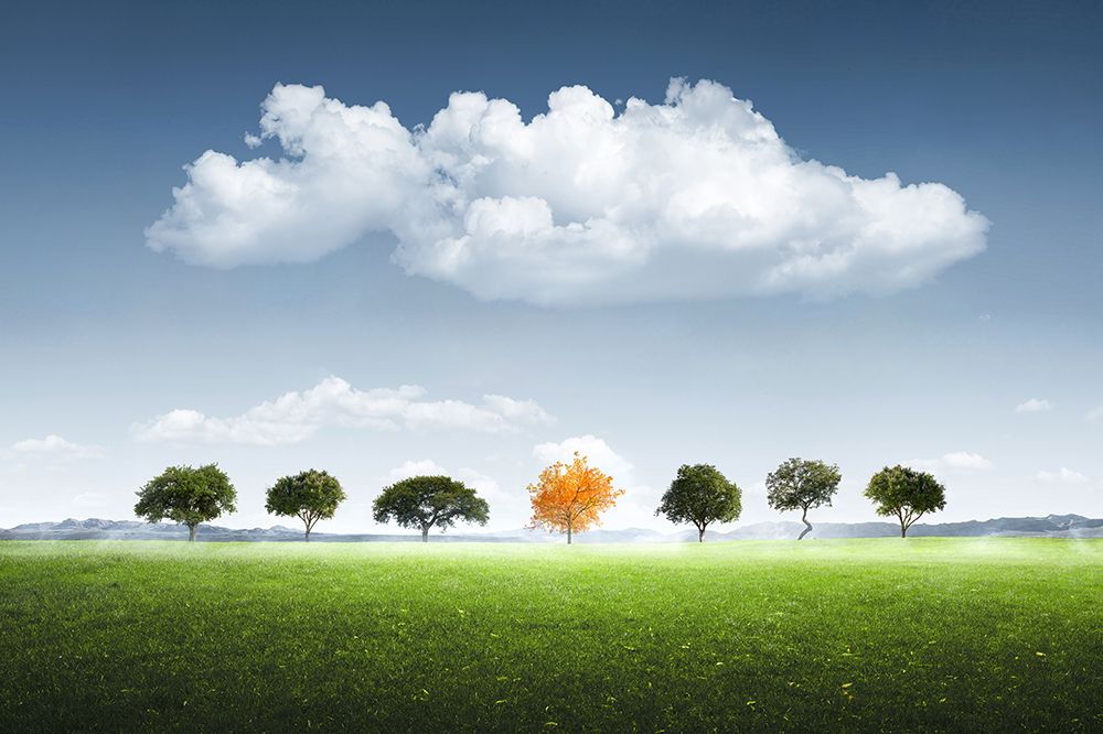 Seven Tree art print by Bess Hamiti for $57.95 CAD