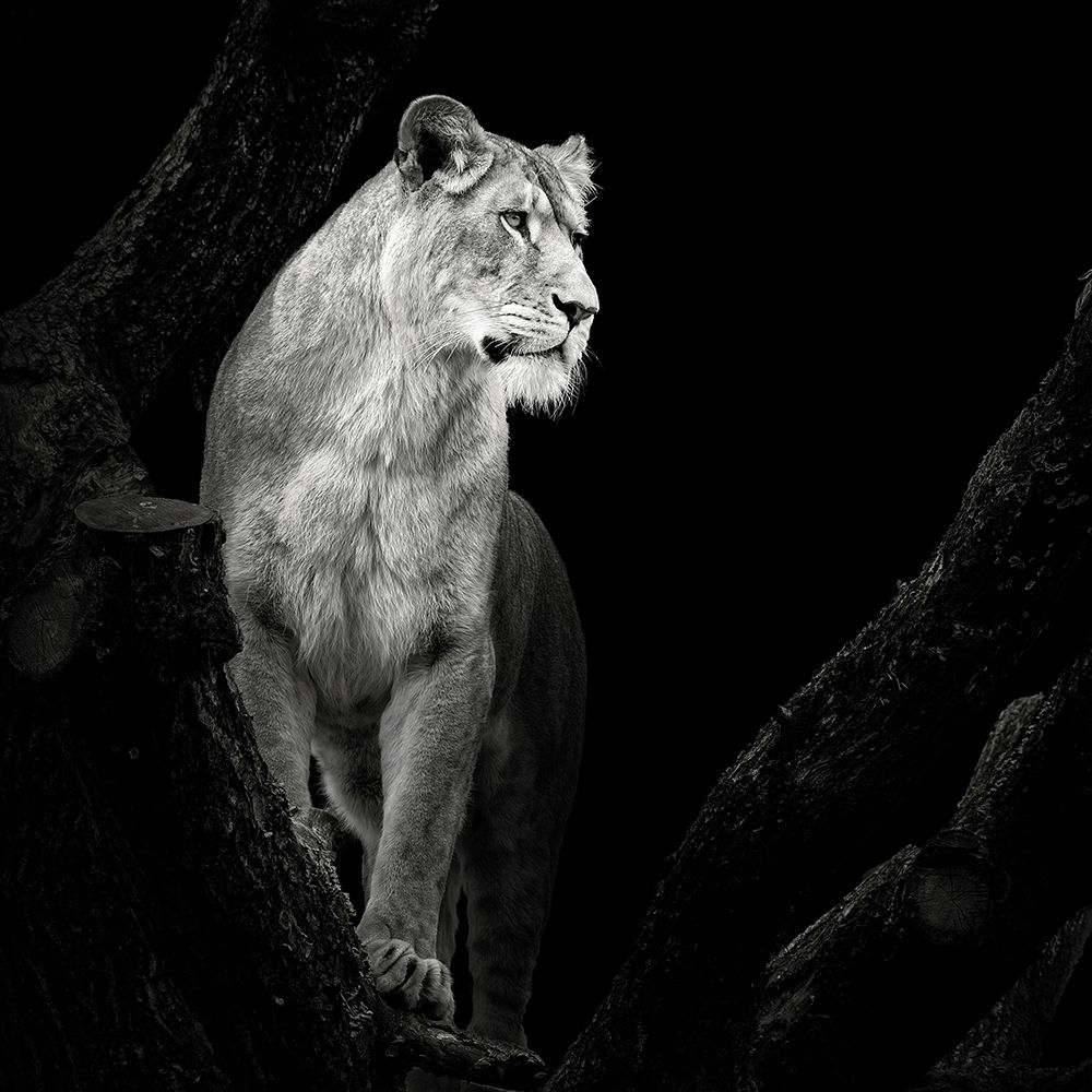 Lioness art print by Christian Meermann for $57.95 CAD