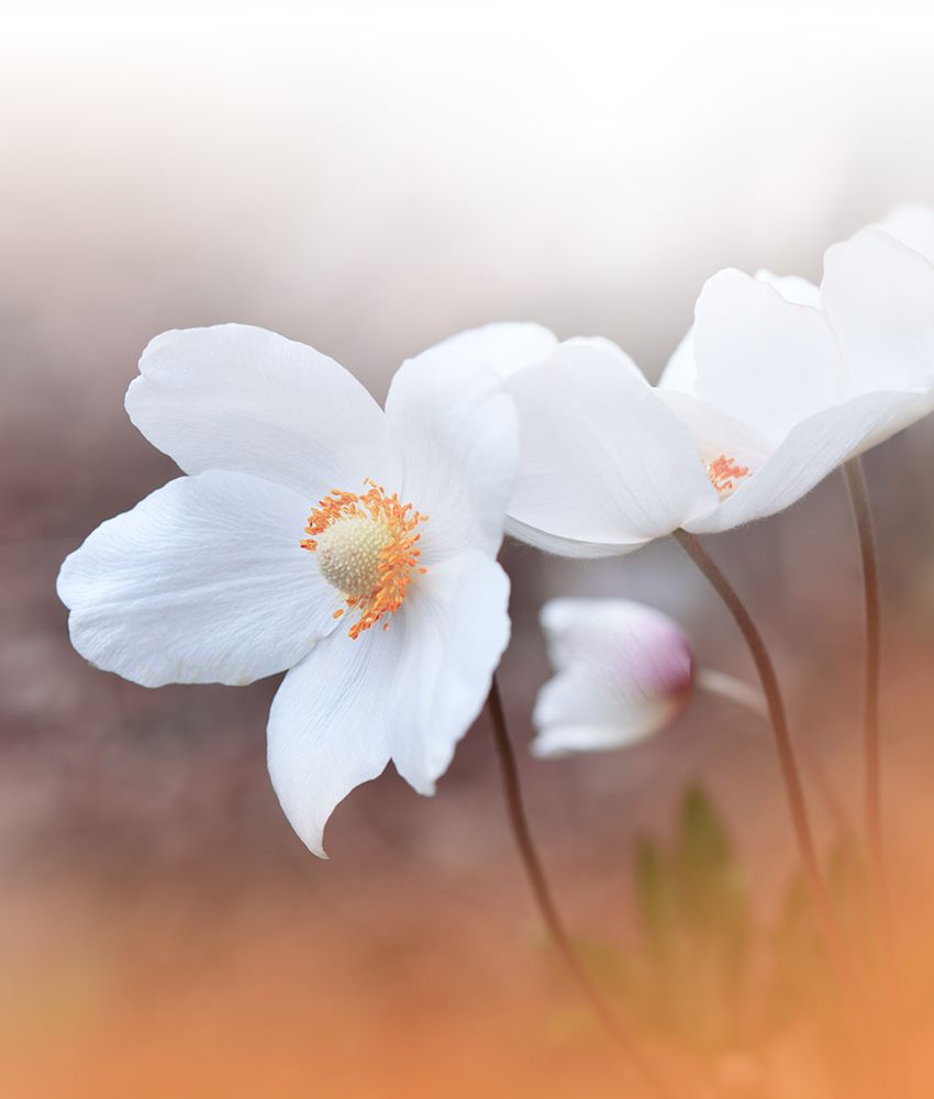The Sound Of Innocence.. art print by Juliana Nan for $57.95 CAD