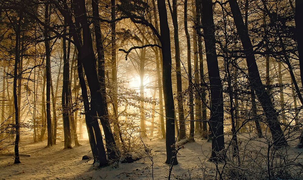 Winter Morning art print by Norbert Maier for $57.95 CAD