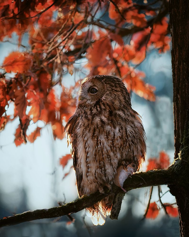 Resting owl with prey art print by Michaela Firesova for $57.95 CAD