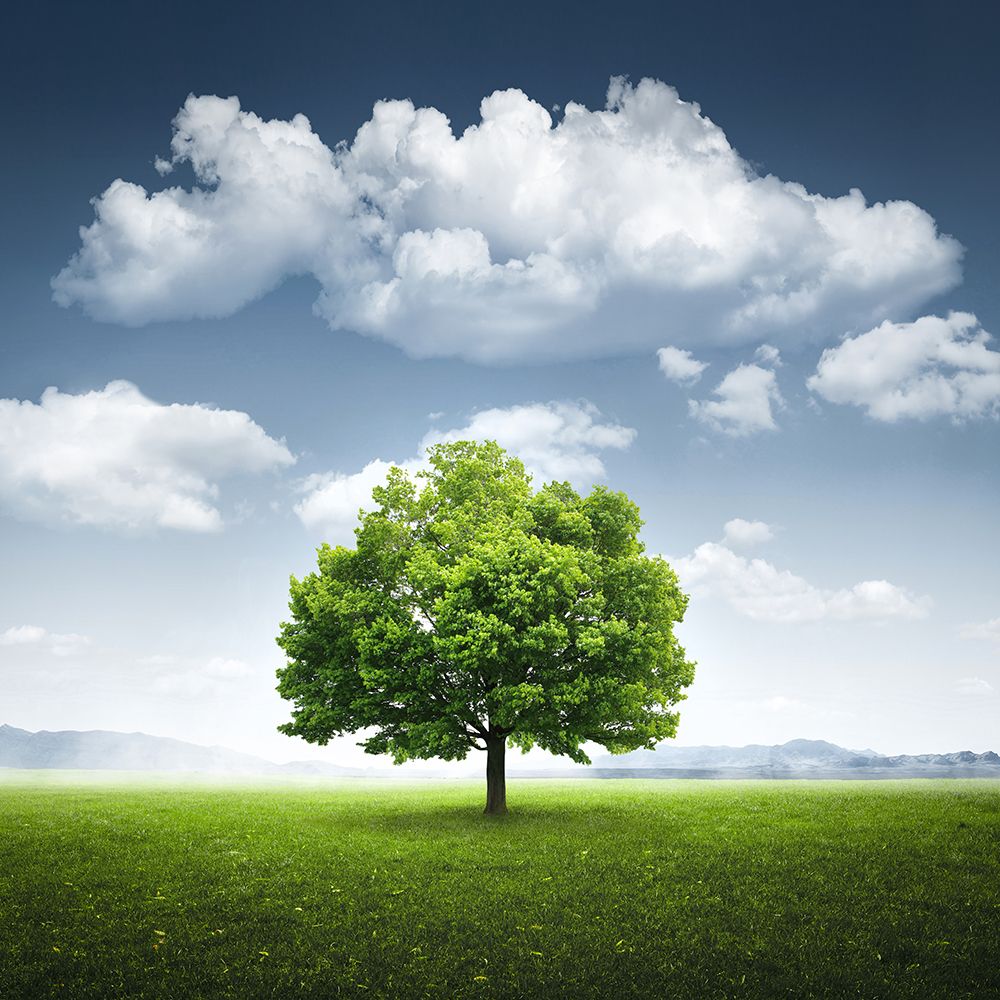 Lone tree art print by Bess Hamiti for $57.95 CAD