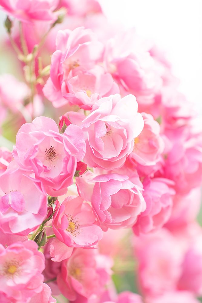 Rose art print by Kondou Kazumasa for $57.95 CAD
