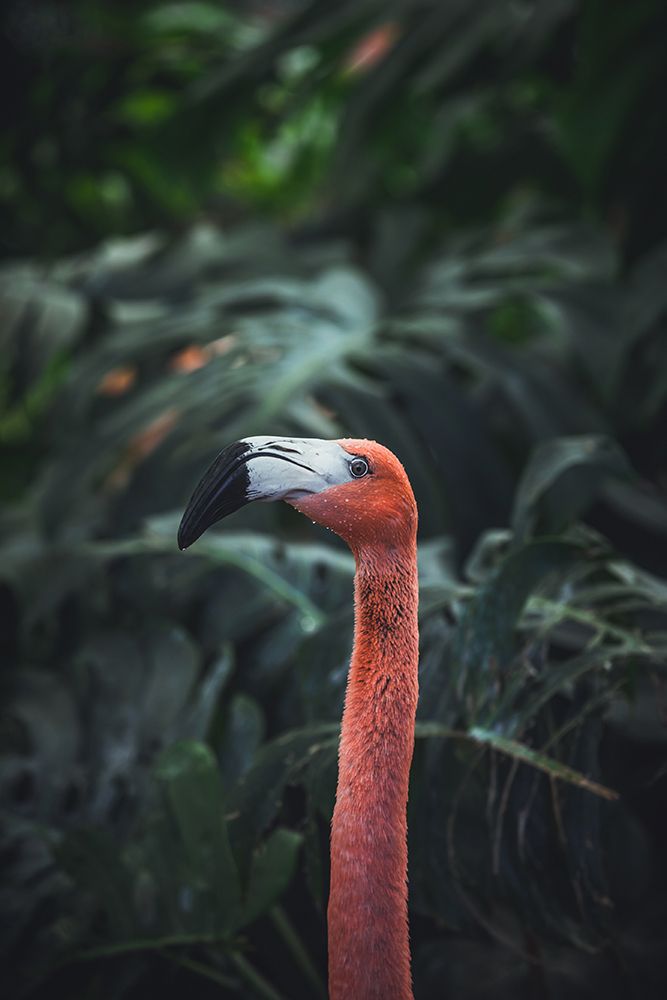 Flamingo art print by Dayvee for $57.95 CAD