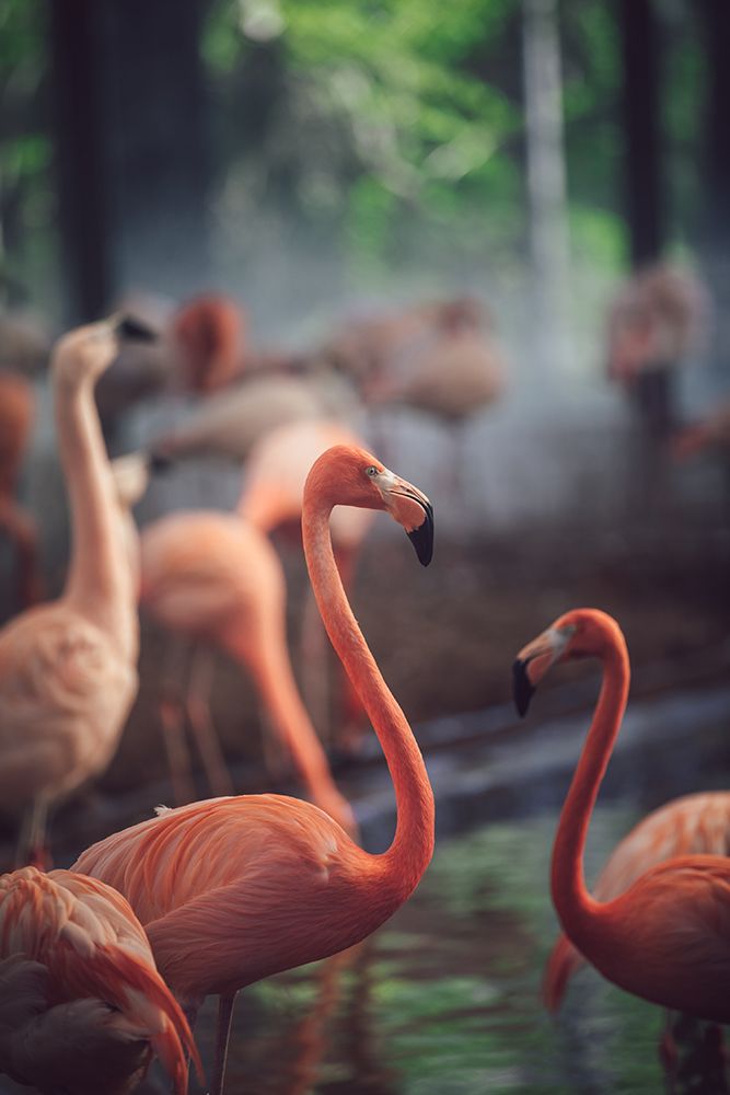 Flamingo art print by Dayvee for $57.95 CAD