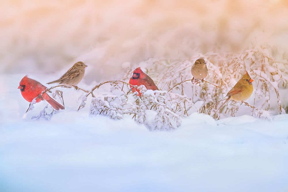 Snowy Morning  Party art print by Ling Lu for $57.95 CAD