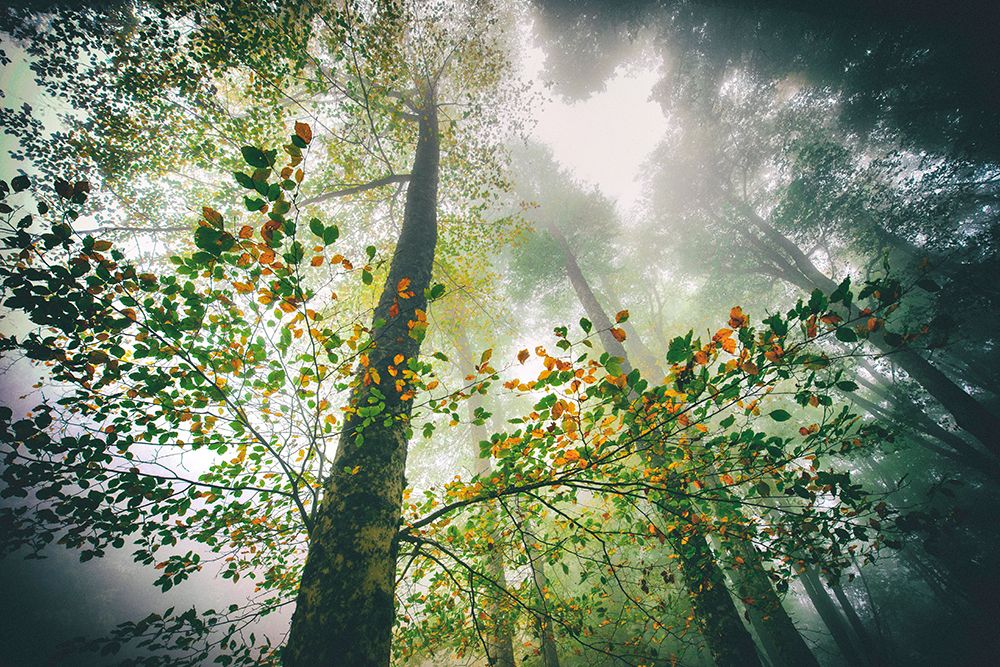 The breath of the forest art print by Nicola Figliuolo for $57.95 CAD