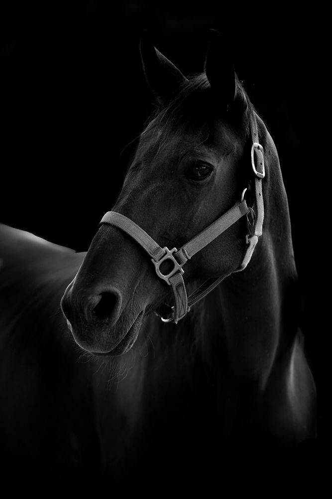 Horse art print by Yuya T for $57.95 CAD