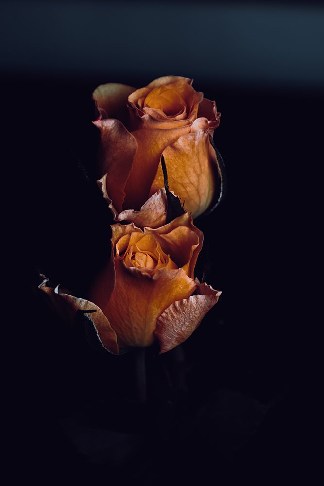 DA-FOOKN-FLOWERS-EH art print by David Flores for $57.95 CAD