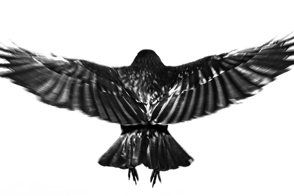 flying. art print by Yuusuke Hisamitsu for $57.95 CAD