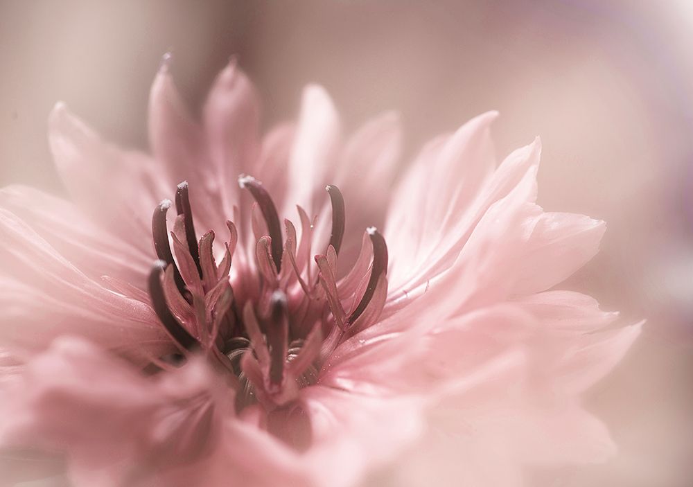 Delicate art print by Codruta Georgescu for $57.95 CAD