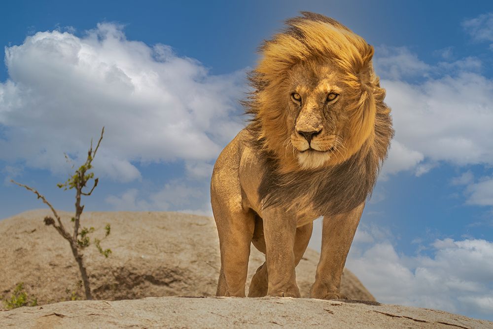 The Lion King art print by Yogesh Bhatia for $57.95 CAD