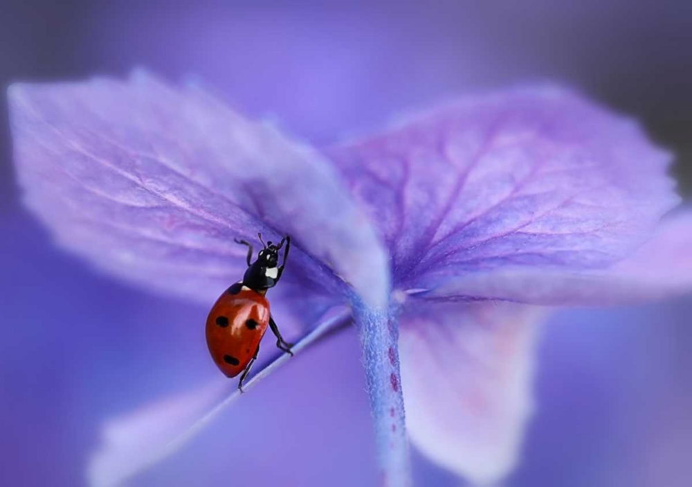 Ladybird On Purple Hydrangea art print by Ellen Van Deelen for $57.95 CAD