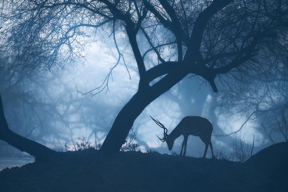 Misty Winter Morning art print by Jayanta Guha for $57.95 CAD