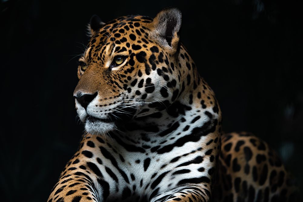 Captive wild art print by Yuya.T for $57.95 CAD
