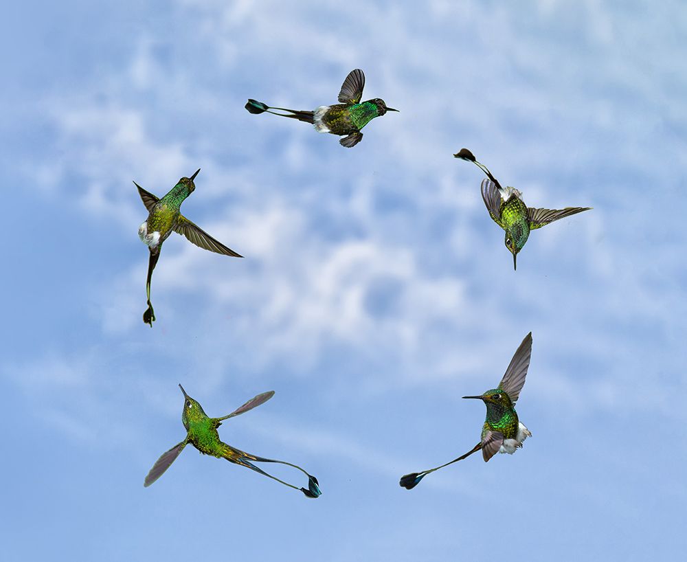 Joy of Flight art print by Amy Marques for $57.95 CAD