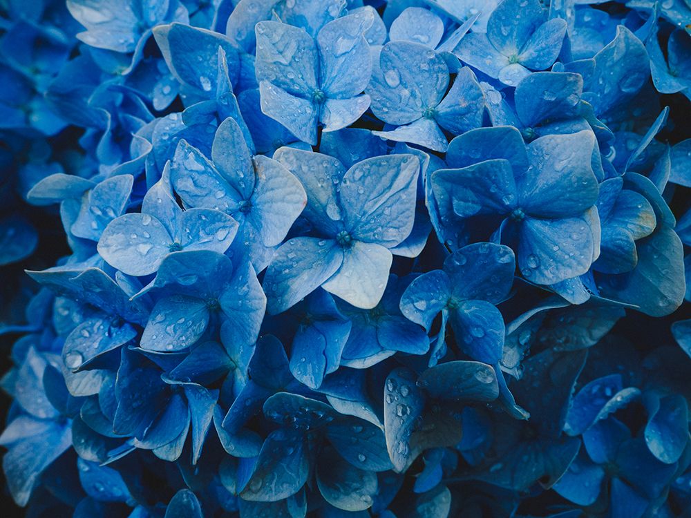 hydrangea art print by Kazuyuki Tsunoda for $57.95 CAD