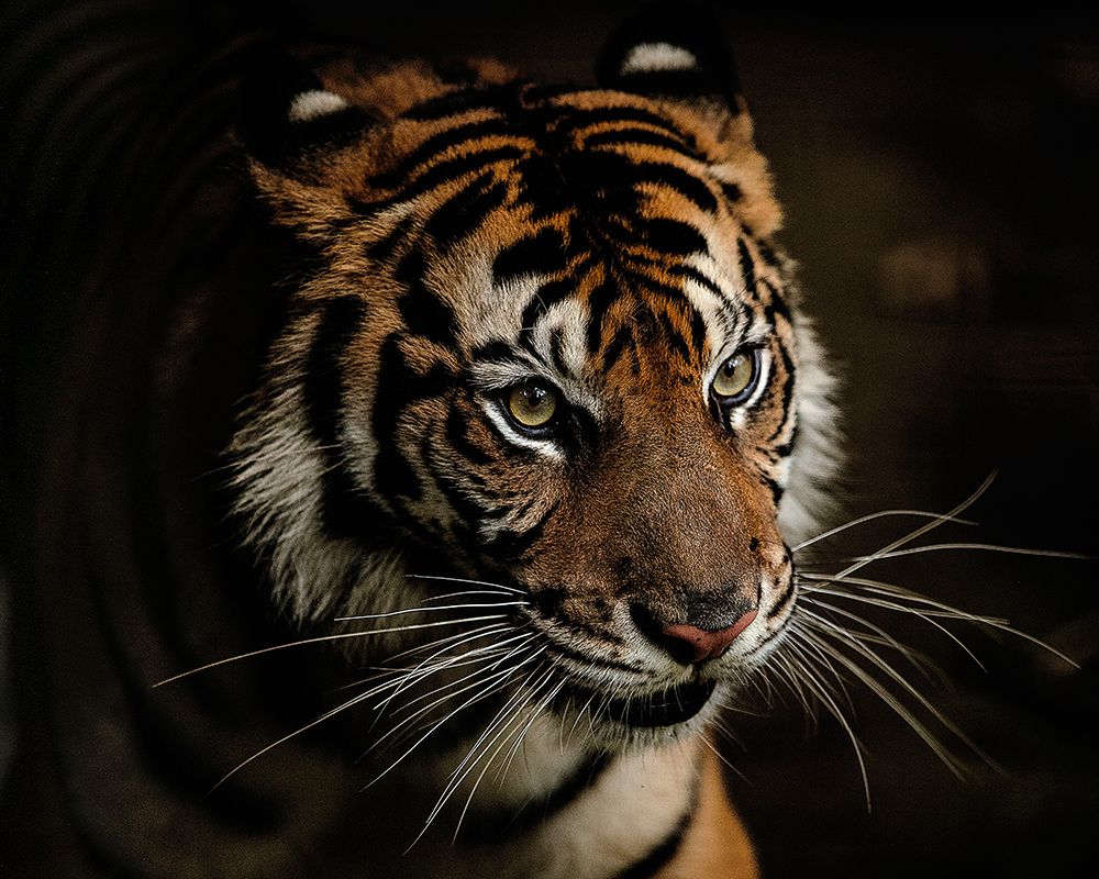 Tigers art print by Yohan Tan for $57.95 CAD