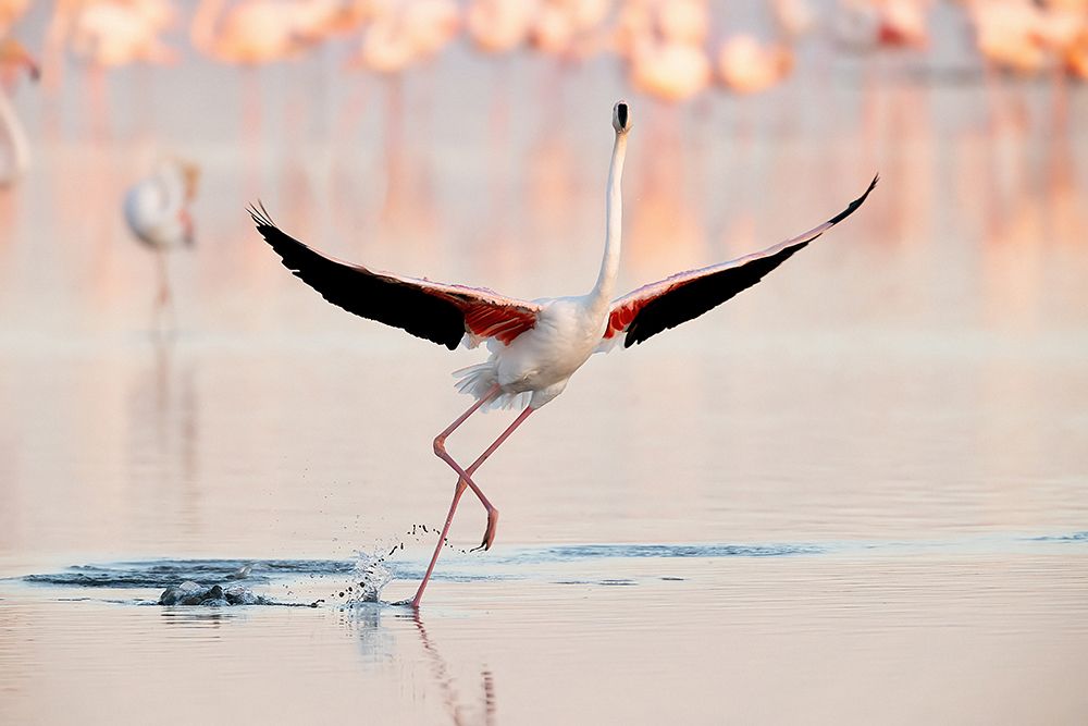 Flamingo Dancing art print by Joan Gil Raga for $57.95 CAD
